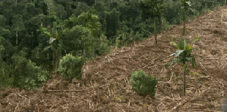 deforest1